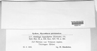 Tranzscheliella hypodytes image